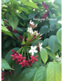 RANGOON CREEPER, 1G