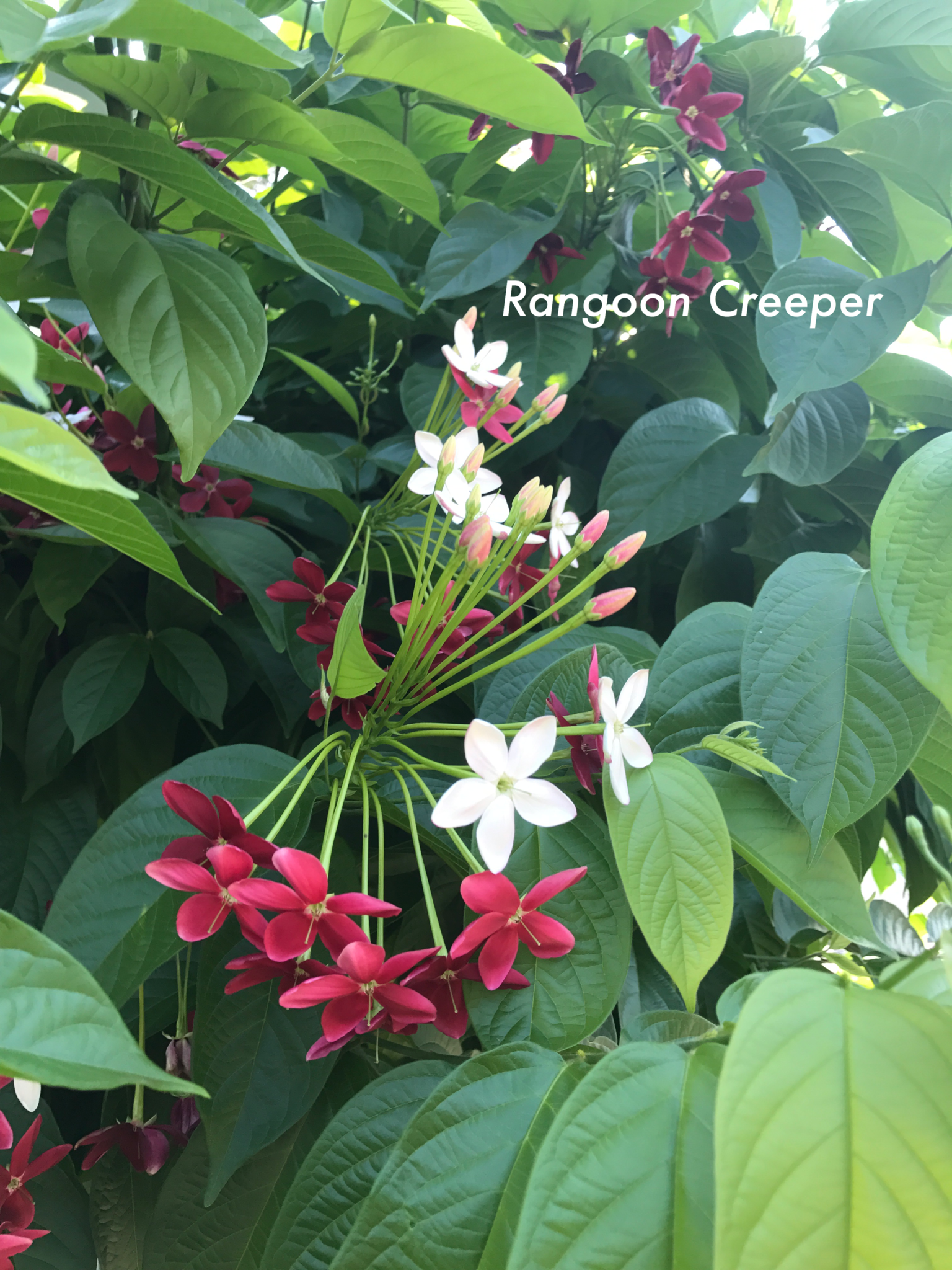 RANGOON CREEPER, 1G