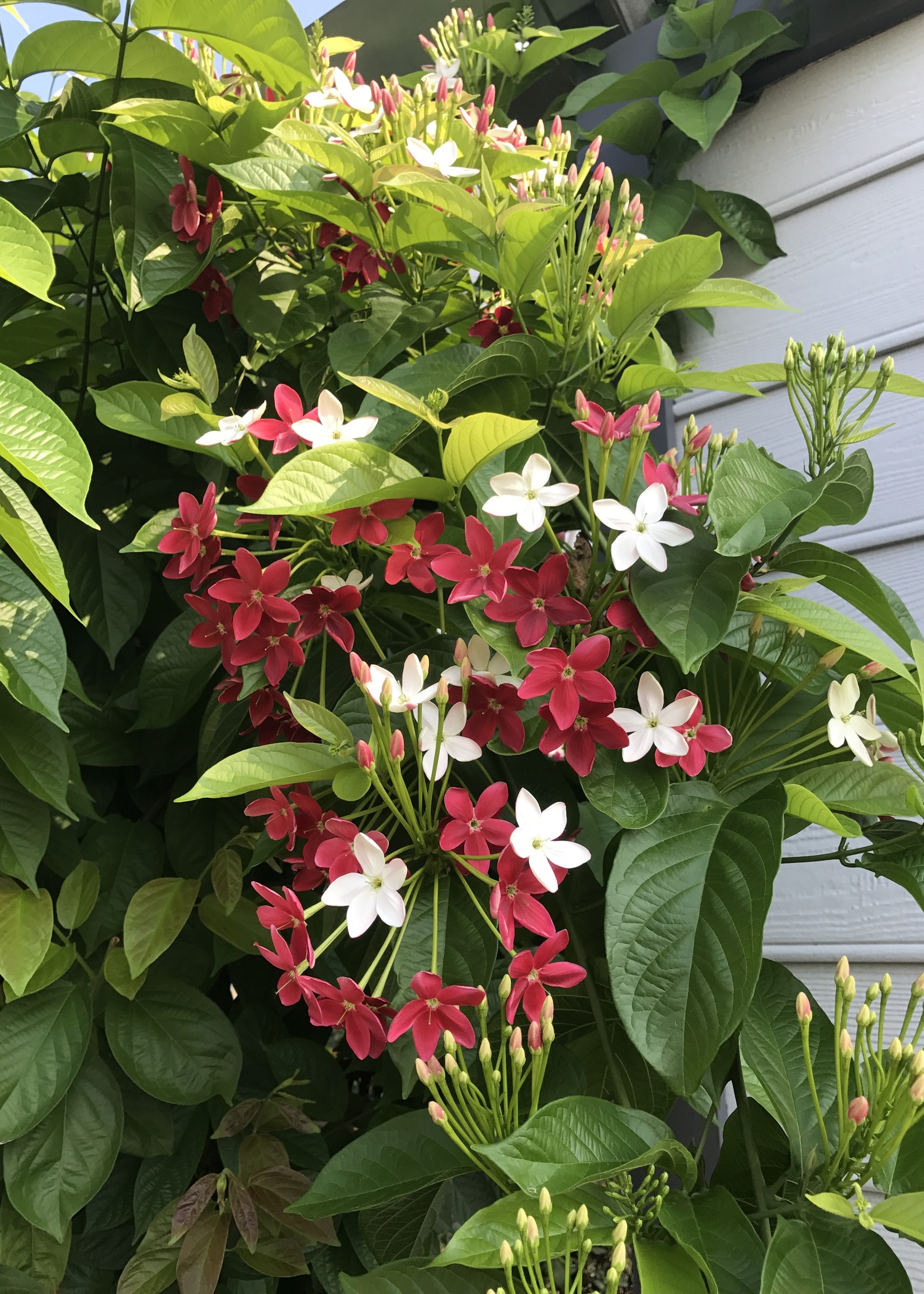 RANGOON CREEPER, 1G GROWERS OUTLET WILLIS, TEXAS Growers Outlet