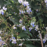 CLERODENDRON, 'UGANDENSE BLUE' 1G