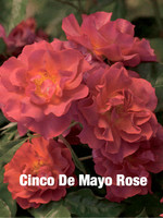 ROSE, 'CINCO DE MAYO', (RUSTY ORANGE), 3G