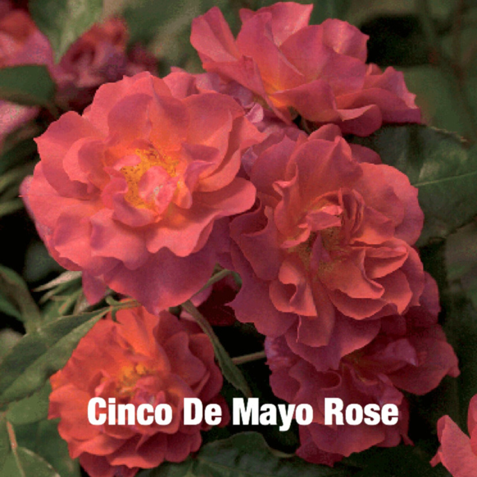 ROSE, 'CINCO DE MAYO', (RUSTY ORANGE), 3G