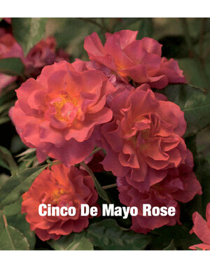 Rose 'Cinco de Mayo' 3G