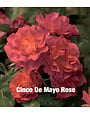 Cinco de Mayo Rose 3 Gallon - Rosa 'Cinco de Mayo'