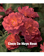 CINCO DE MAYO™ ROSE BUSH, 3 GALLON