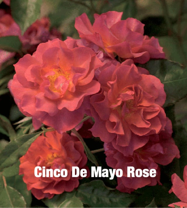 Cinco de Mayo Rose 3 Gallon - Rosa 'Cinco de Mayo'