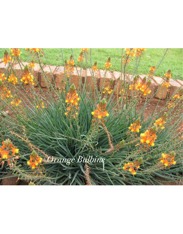 BULBINE, ORANGE, 1G