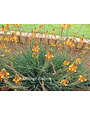 ORANGE BULBINE, 1 GALLON