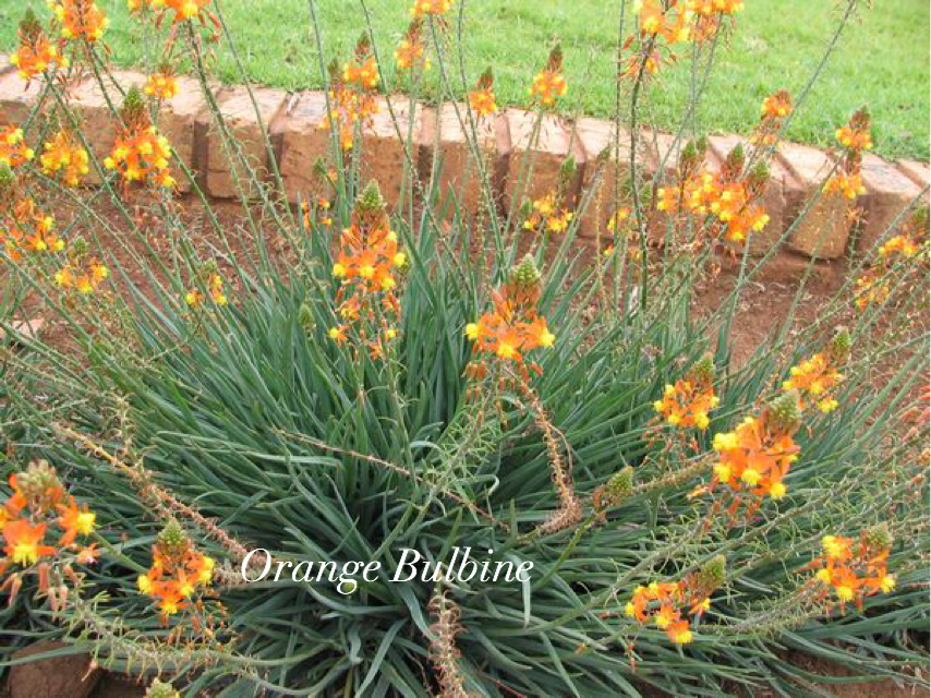 ORANGE BULBINE, 1 GALLON