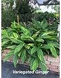 VARIEGATED GINGER PLANT, 3 GALLON