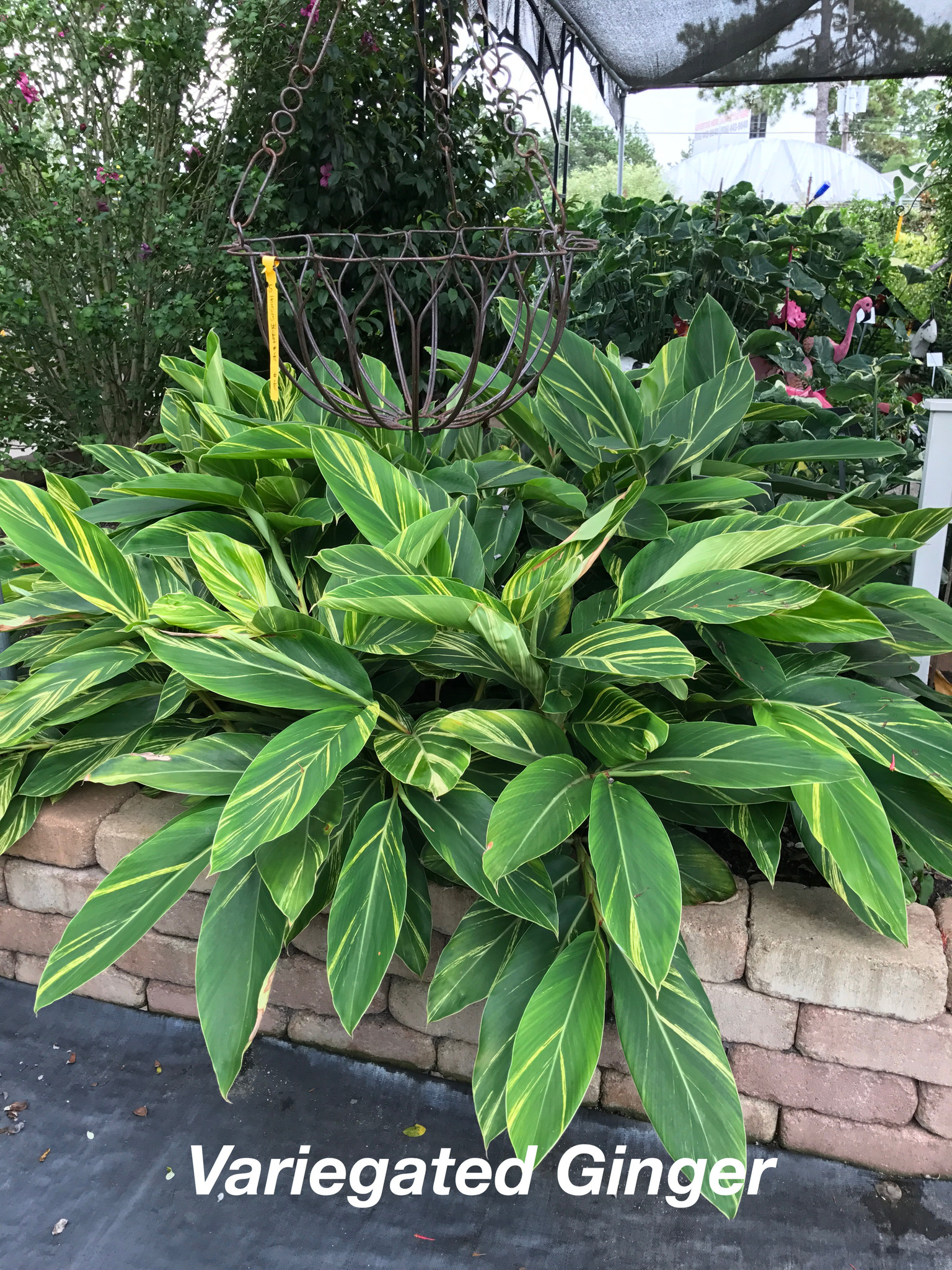 VARIEGATED GINGER PLANT, 3 GALLON