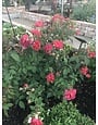 Cinco de Mayo Rose 3 Gallon - Rosa 'Cinco de Mayo'