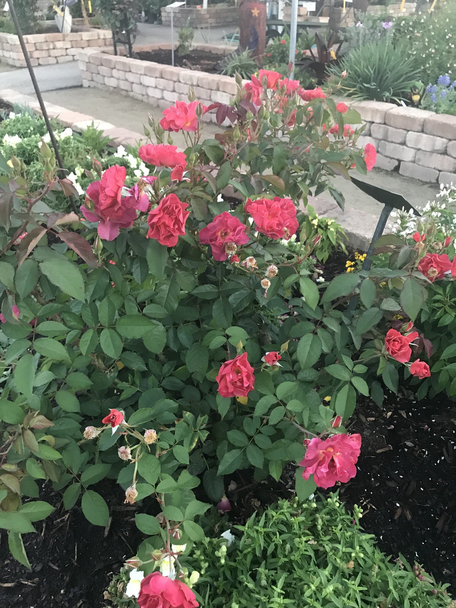 Cinco de Mayo Rose 3 Gallon - Rosa 'Cinco de Mayo'