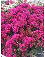 'JUANITA HATTEN' BOUGAINVILLEA PLANT, 3 GALLON