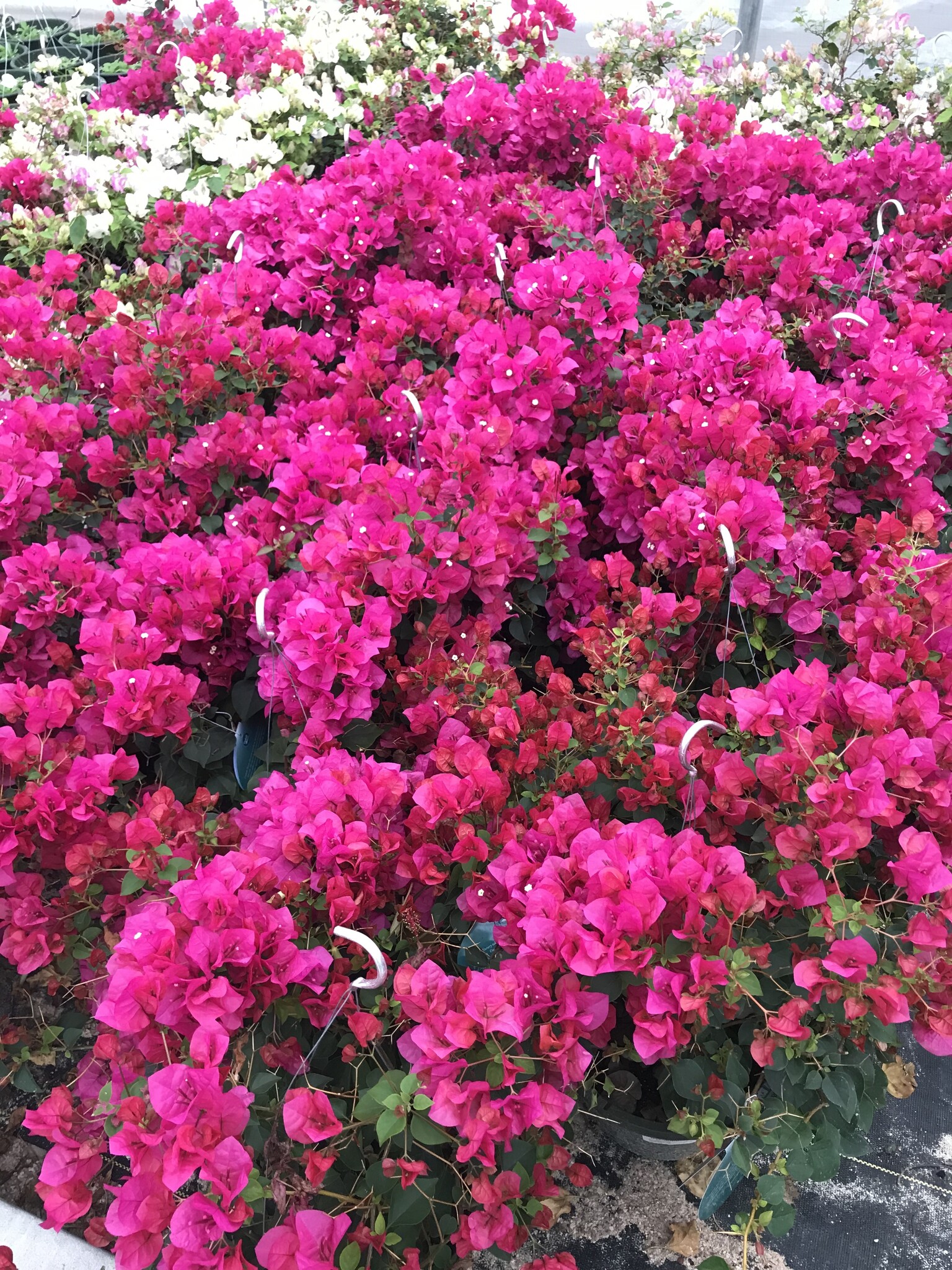 'JUANITA HATTEN' BOUGAINVILLEA PLANT, 3 GALLON