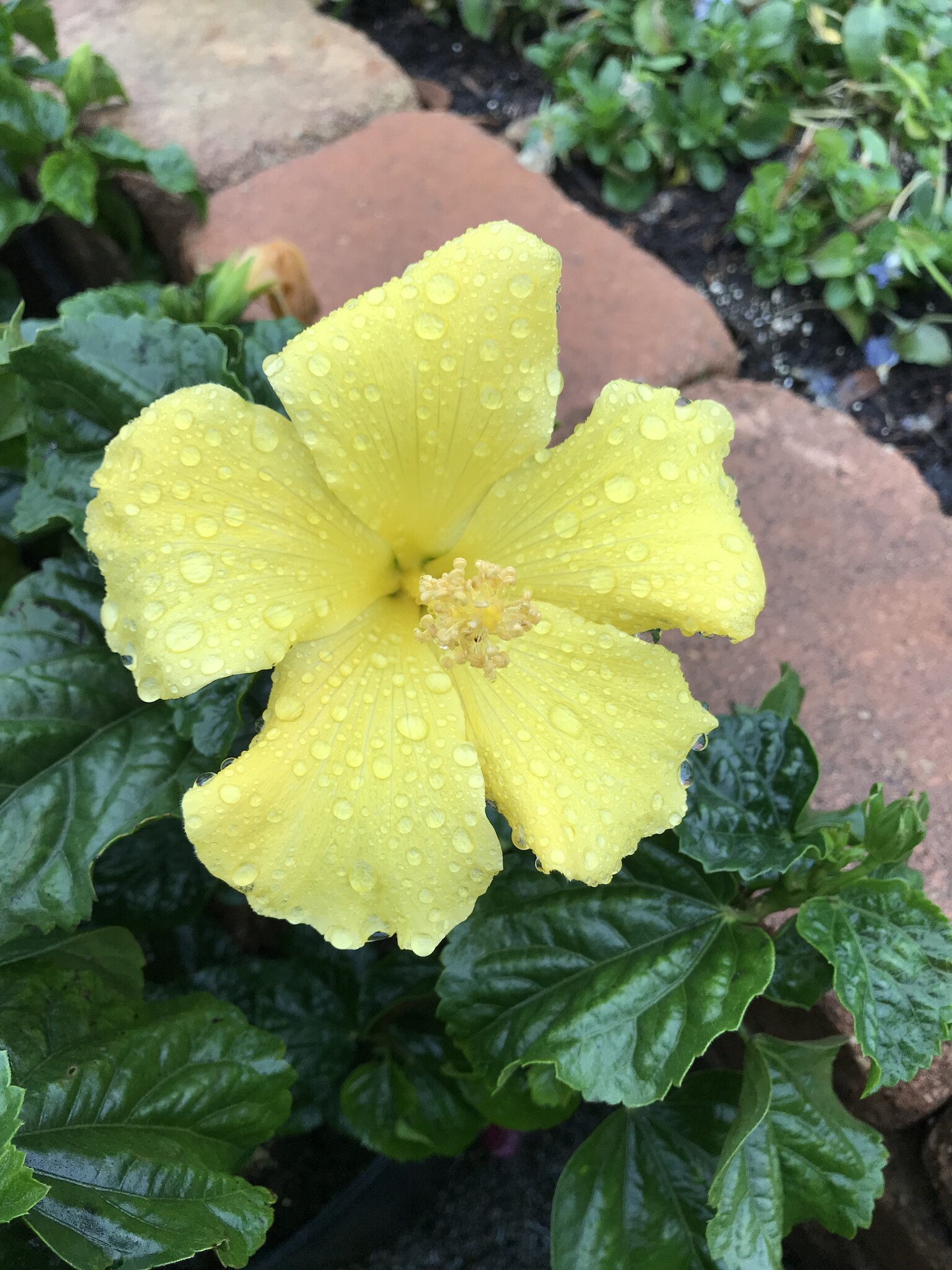 'FT. MYERS YELLOW' TROPICAL HIBISCUS, 3 GALLON
