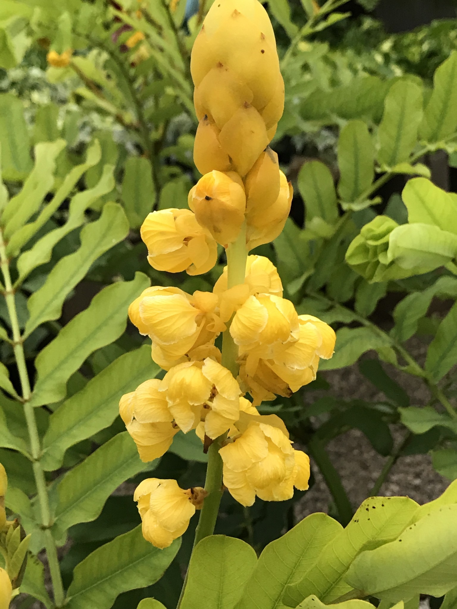 Cassia Alata, candlestick 1G Growers Outlet