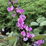 HYACINTH BEAN VINE 1G
