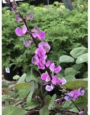 HYACINTH BEAN VINE 1G