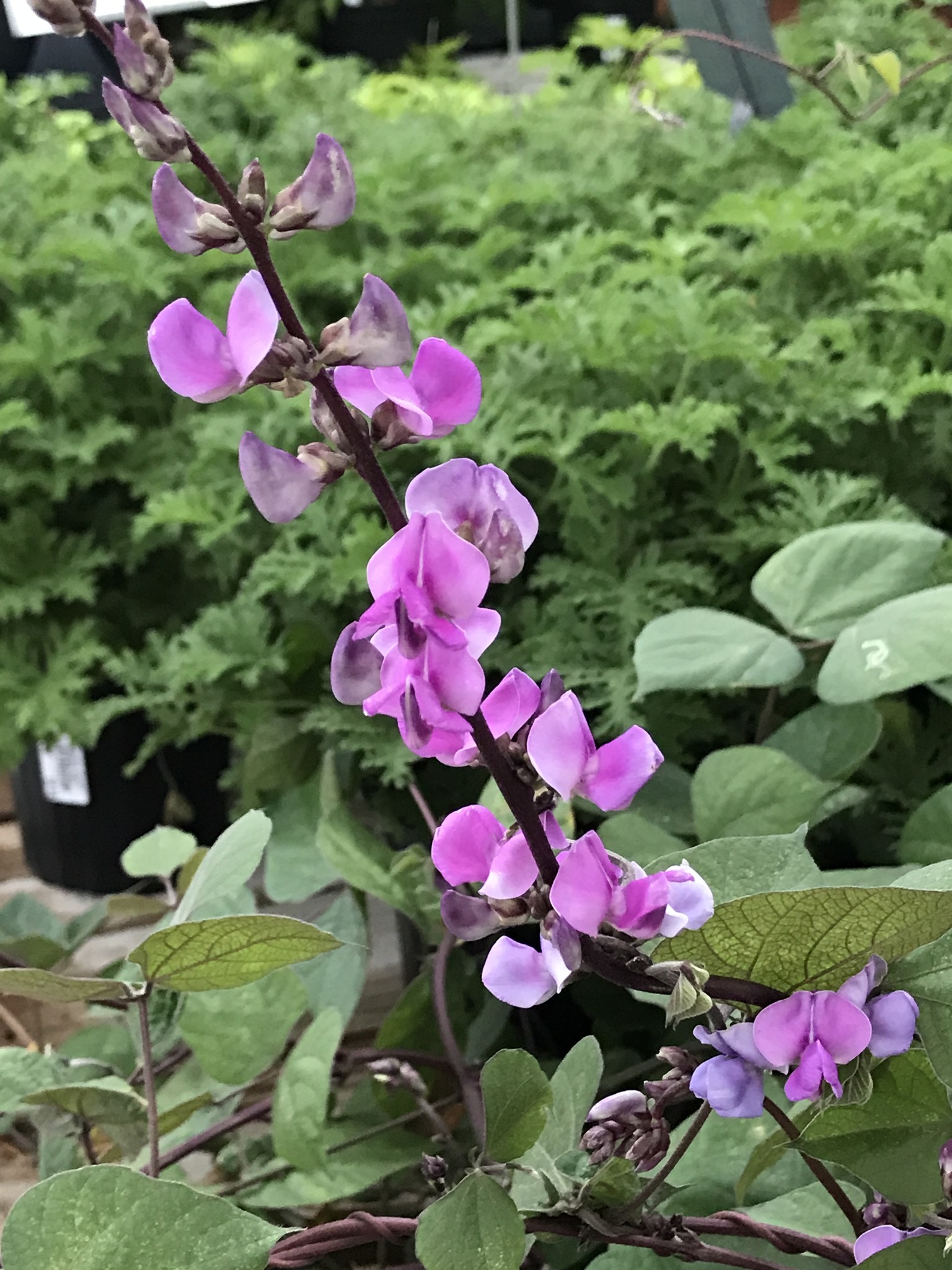 HYACINTH BEAN VINE 1G