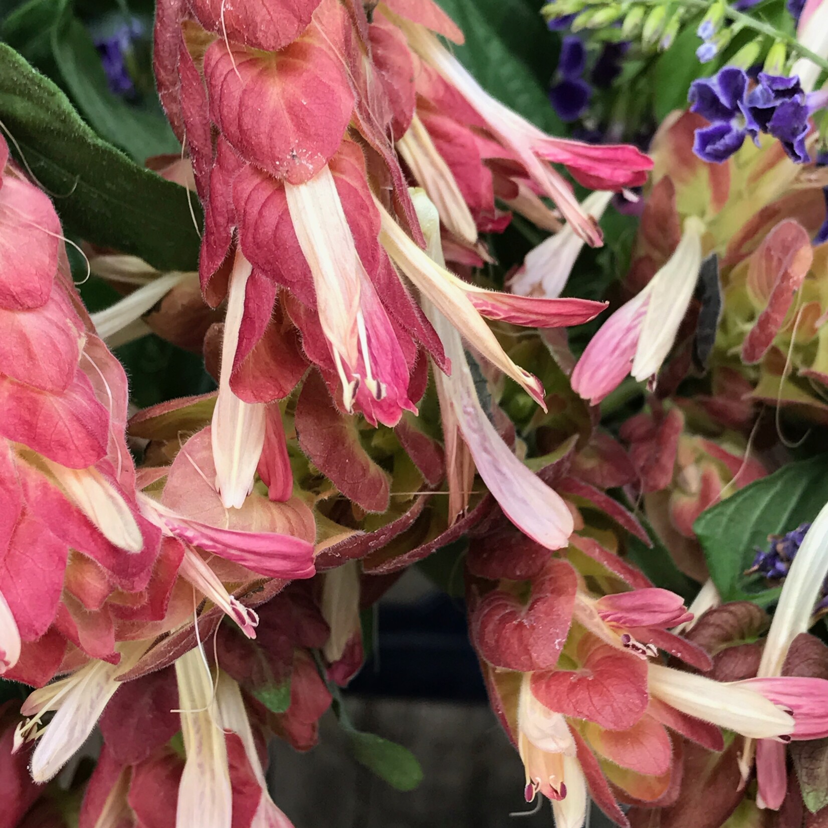 SHRIMP PLANT, 'RED, 1G