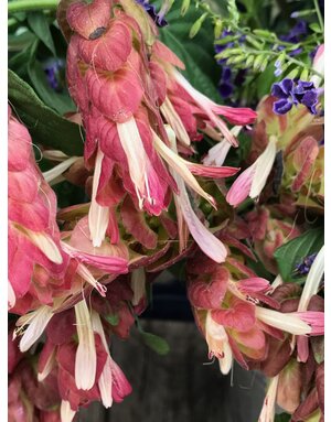 Shrimp Plant 'Red' 1G