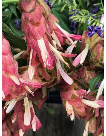 Shrimp Plant 'Red' 1G