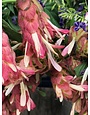 Red Shrimp Plant 1 Gallon - Justicia brandegeana
