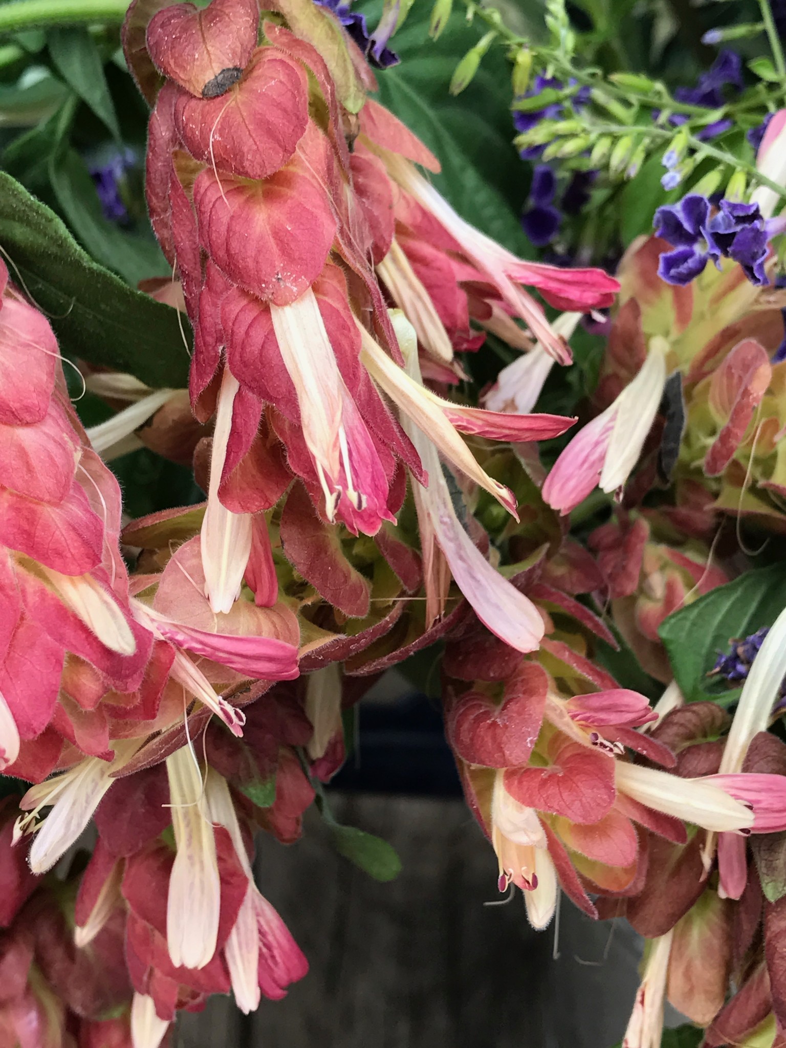 Red Shrimp Plant 1 Gallon - Justicia brandegeana