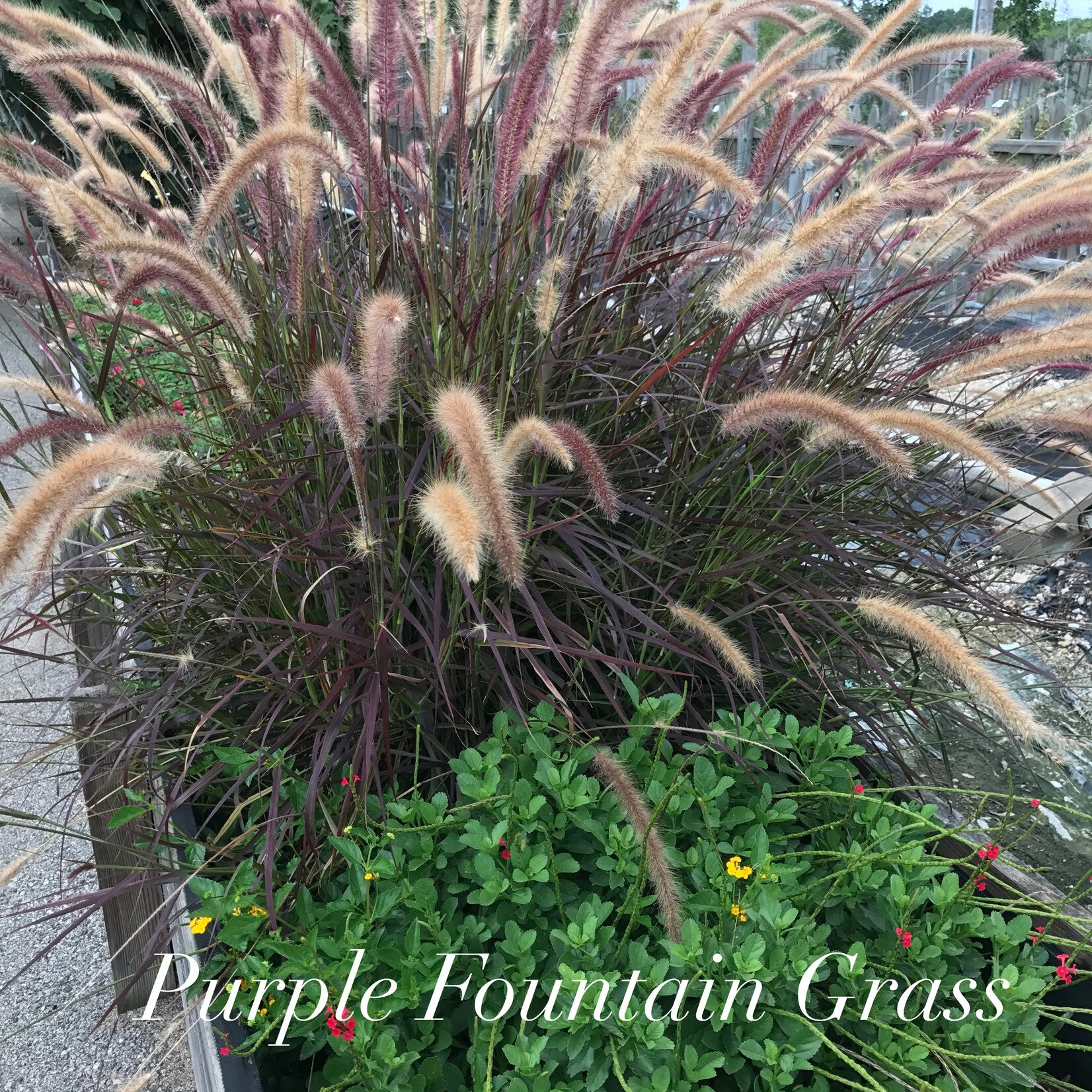 GRASS, 'PURPLE FOUNTAIN GRASS', 3G