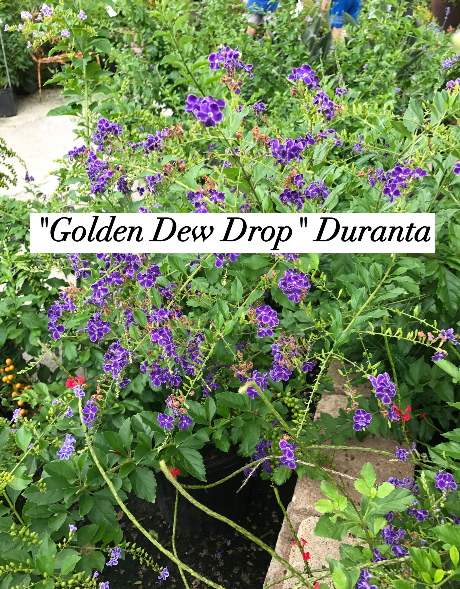DURANTA GOLDEN DEW DROP 3G Growers Outlet