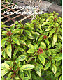 'LIME SIZZLER'™ HUMMINGBIRD BUSH, 3 GALLON