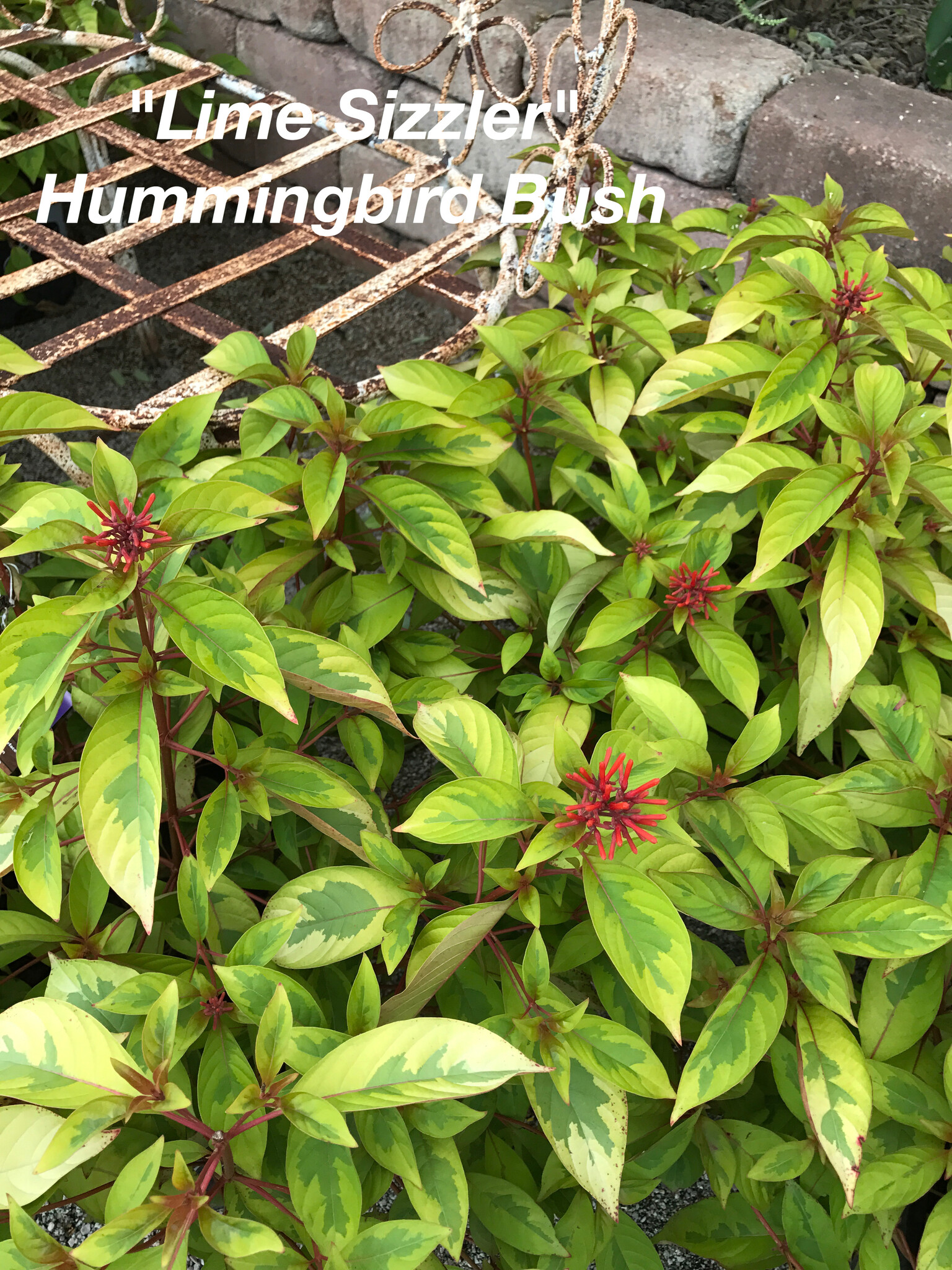 'LIME SIZZLER'™ HUMMINGBIRD BUSH, 3 GALLON