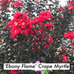 CRAPE MYRTLE, 'EBONY FLAME', 3G (black leaves red flowers)