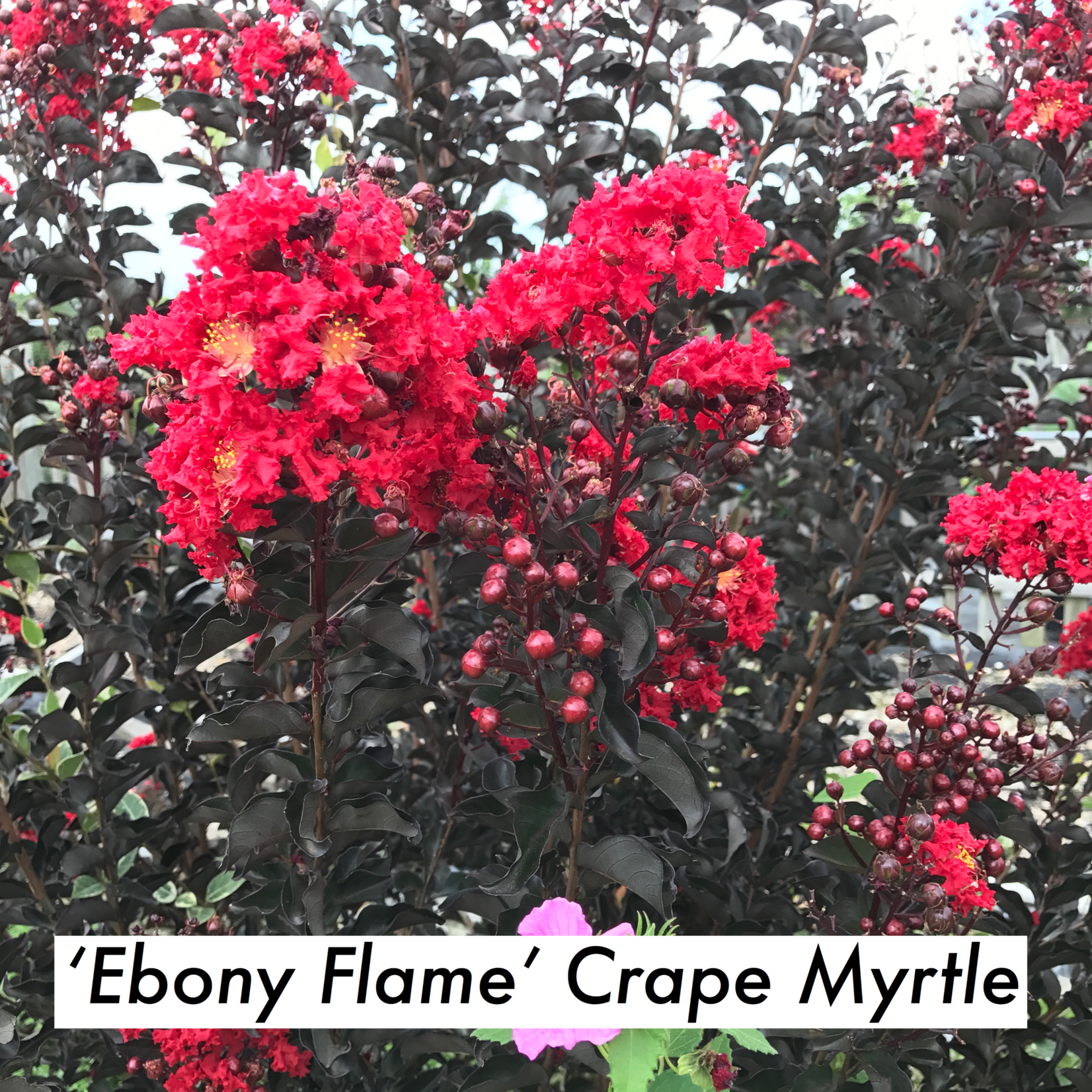 CRAPE MYRTLE, 'EBONY FLAME', 3G (black leaves red flowers)