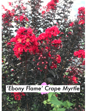 CRAPE MYRTLE, 'EBONY FLAME', 3G*
