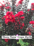 CRAPE MYRTLE, 'EBONY FLAME', 3G*
