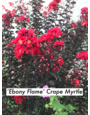 'EBONY FLAME' CRAPE MYRTLE PLANT, 3 GALLON