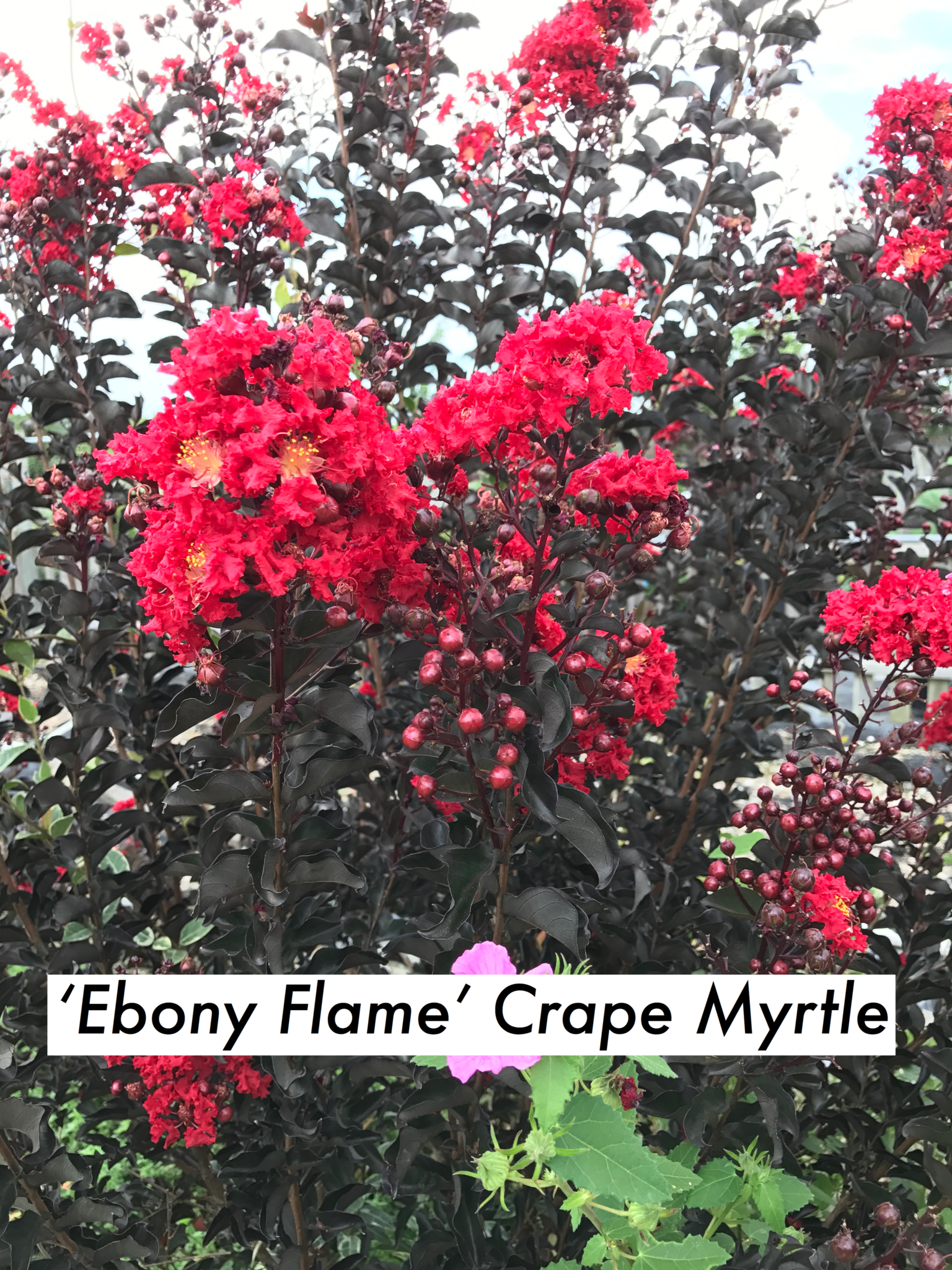 'EBONY FLAME' CRAPE MYRTLE PLANT, 3 GALLON