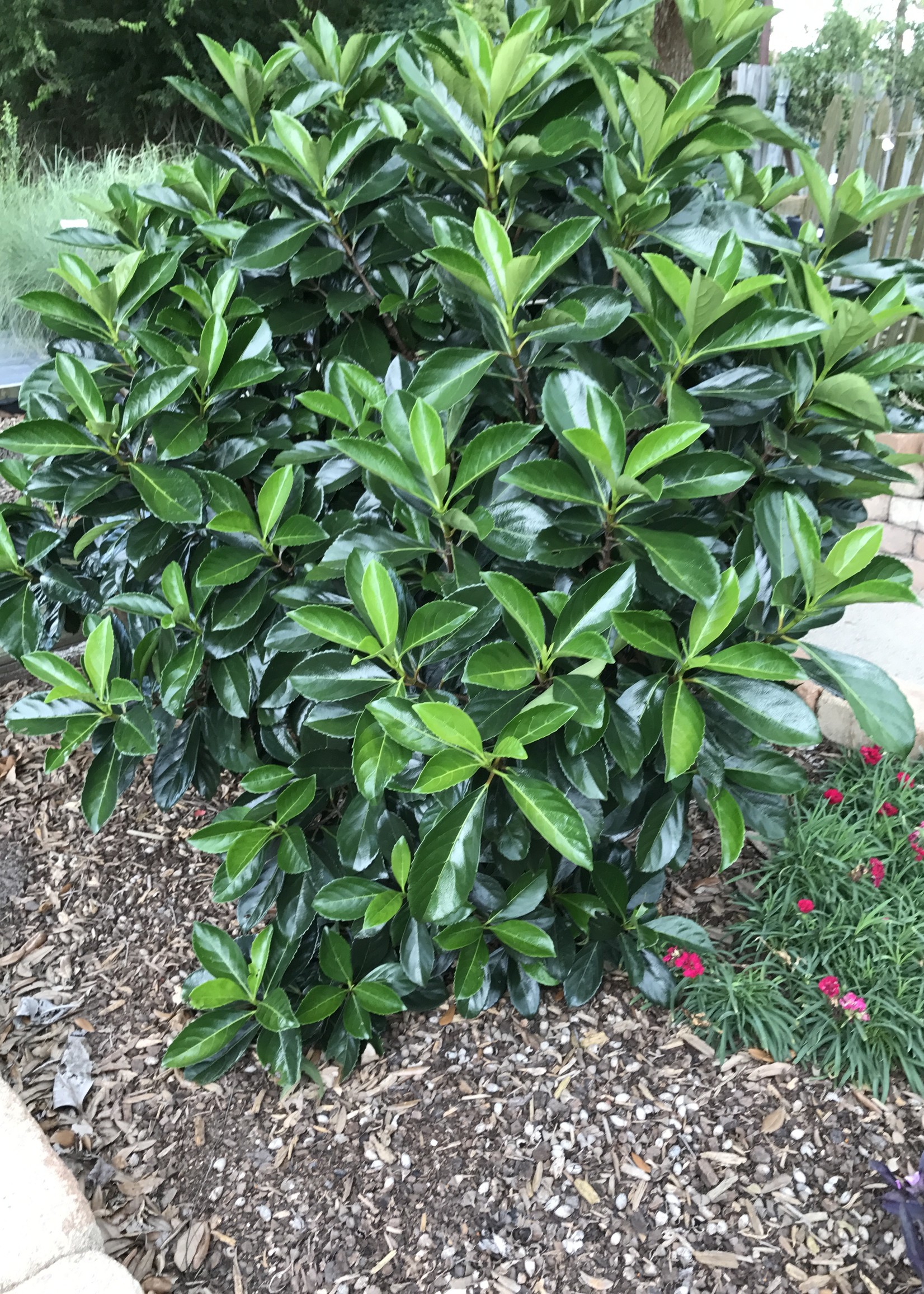 'AWABUKI' VIBURNUM 3GGROWERS OUTLET WILLIS, TEXAS Growers Outlet