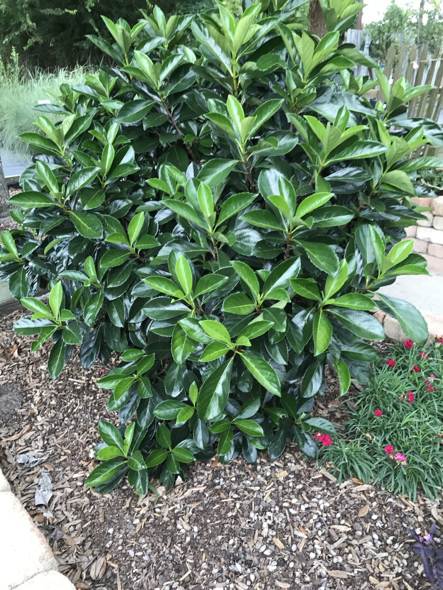 ‘AWABUKI’ VIBURNUM, 3 GALLON