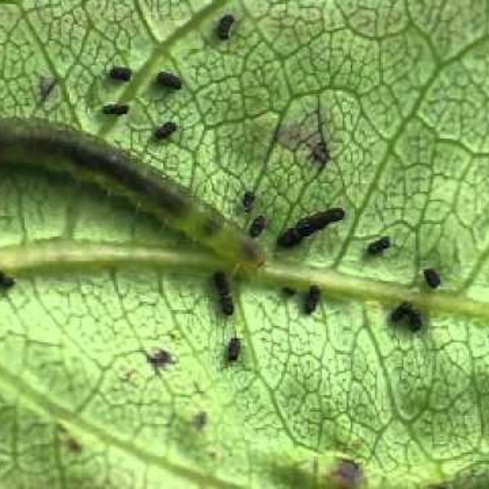 Insect, Caterpillar