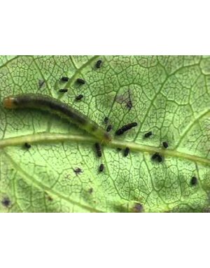 Insect, Caterpillar