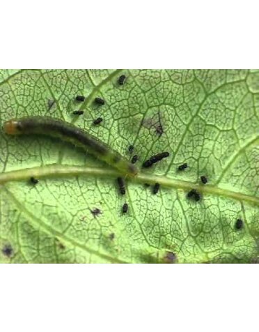 Insect, Caterpillar