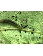 Insect, Caterpillar