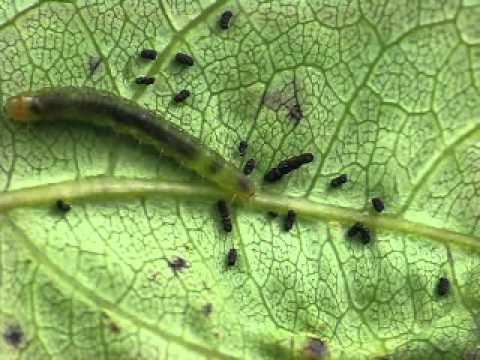 Insect, Caterpillar