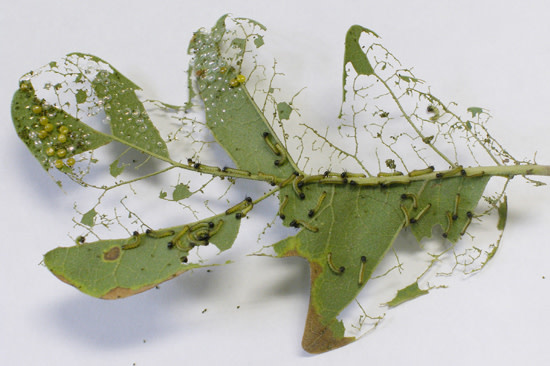 Insect, Caterpillar