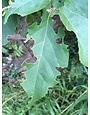 Insect, Caterpillar