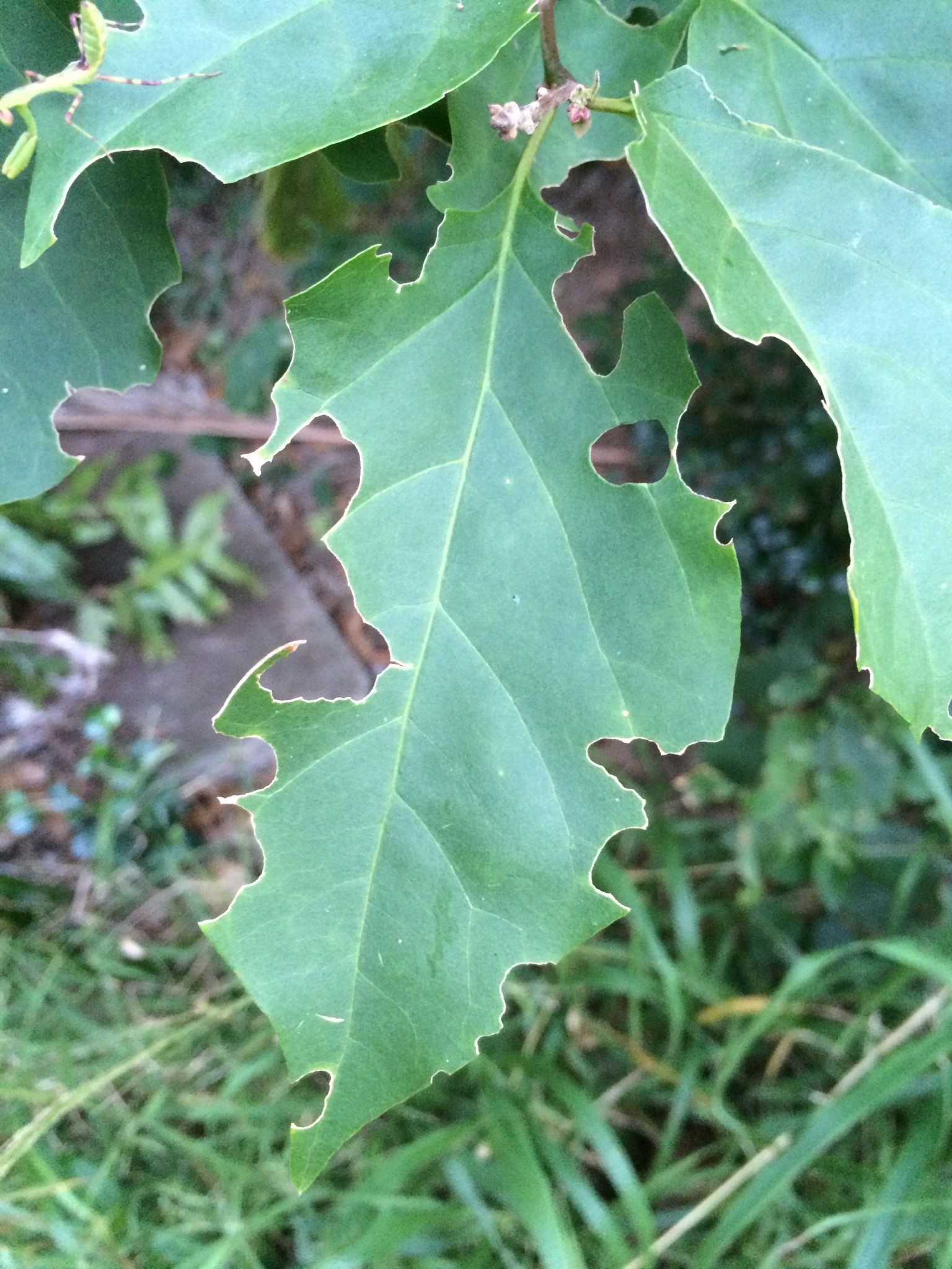 Insect, Caterpillar