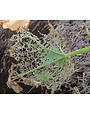 Insect, Caterpillar